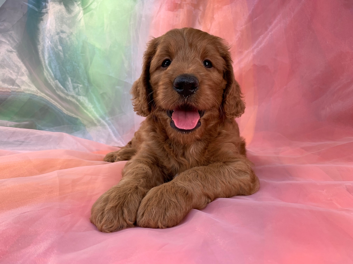Miniature Bernedoodle Puppy for Sale, Male, DOB 6-15-2022, $1000